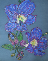 Flower Series St Martin 2022 01