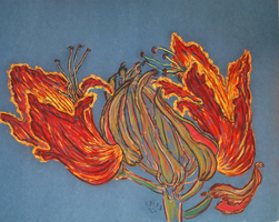 Flower Series St Martin 2022 01